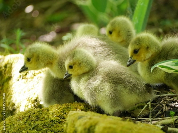 Obraz Goslings