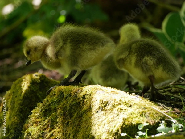 Obraz Goslings