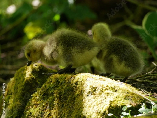 Obraz Goslings