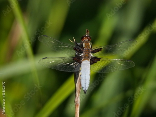Obraz Wide bodied chaser