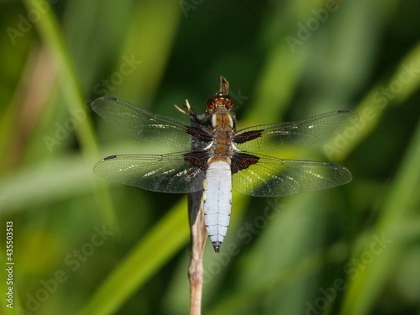 Obraz Wide bodied chaser