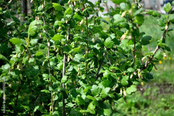 Obraz flowering currant bush, close-up as texture for background