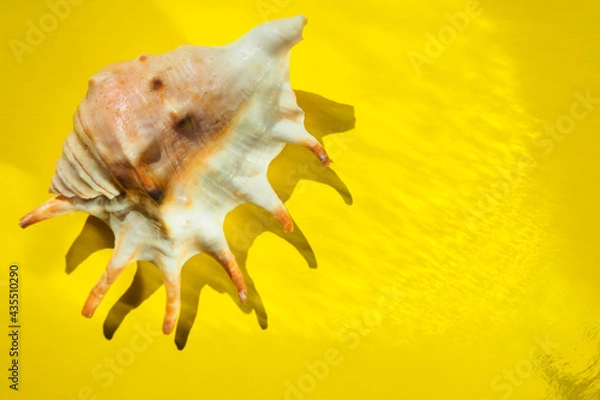 Obraz Small seashell on bright yellow background, top view with a copy space