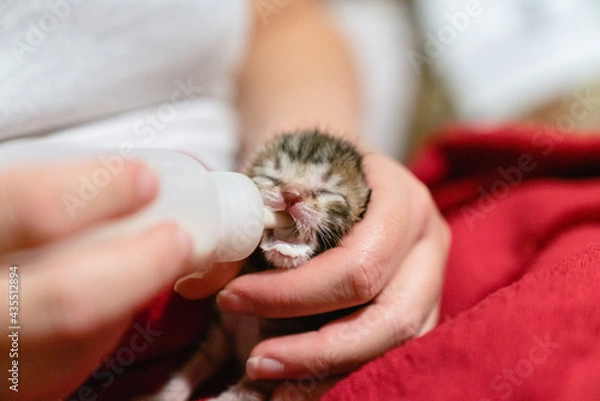 Obraz Newborn kittens are feeding from a bottle.Woman bottle-feeding an orphan kitten