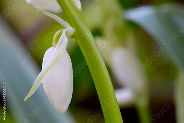 Obraz White Hyacinth Hanging 02