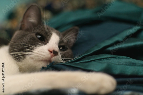 Obraz cat lying down