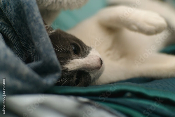 Obraz cat lying down