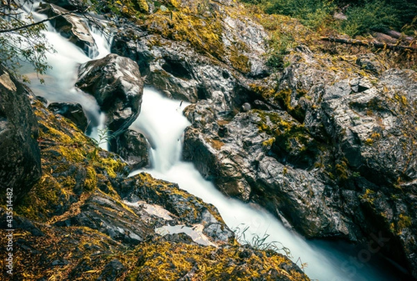 Obraz Washington Forest Creek