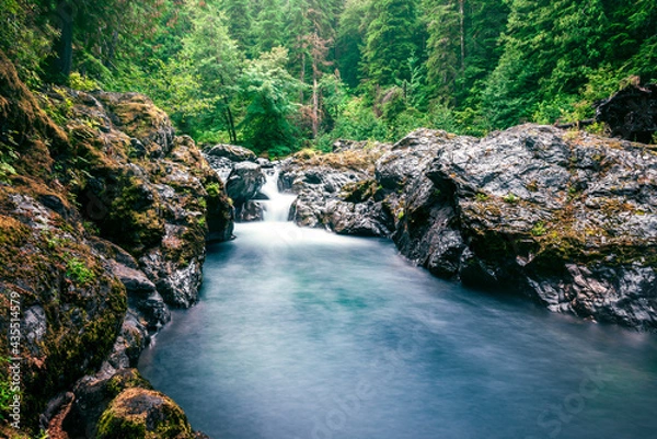 Obraz Washington Forest Creek