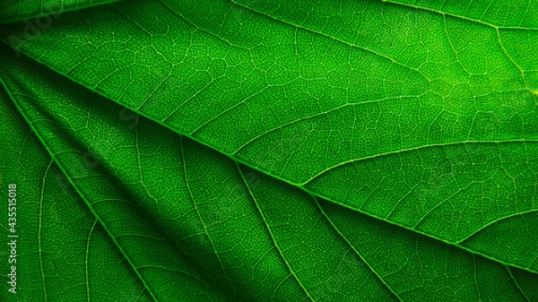 Obraz close up of leaf