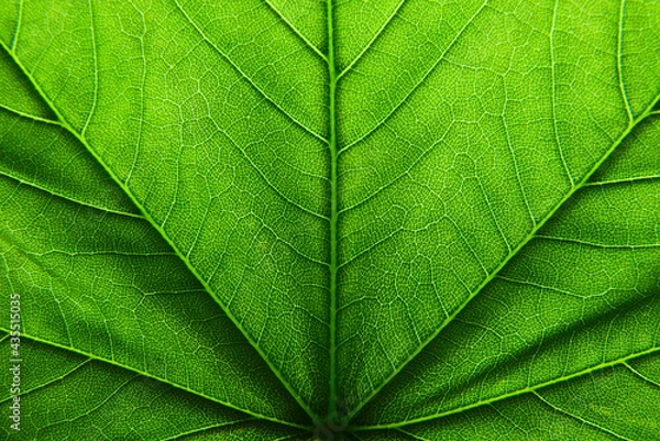 Fototapeta green leaf texture