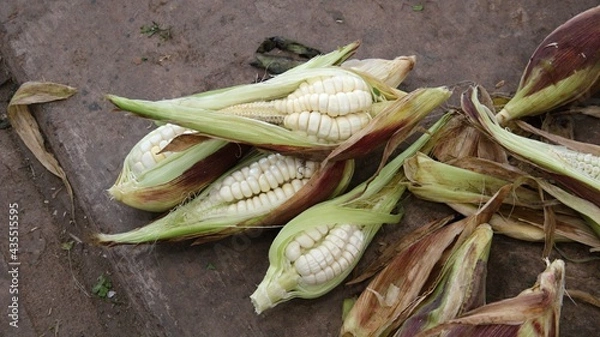 Fototapeta Pannocchie