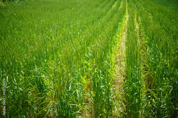 Obraz スペルト小麦畑