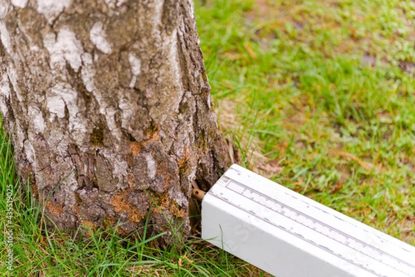 Obraz Checking wood for rotten areas. A special device for analyzing the tree for its health. The device was leaned against a tree to check the quality.