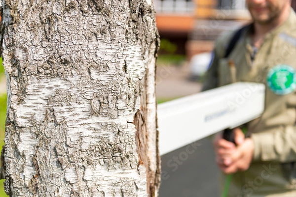 Obraz Checking wood for rotten areas. A special device for analyzing the tree for its health. The inspector checks the birch for accidents.