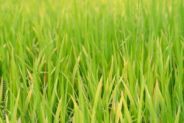 Fototapeta green grass background