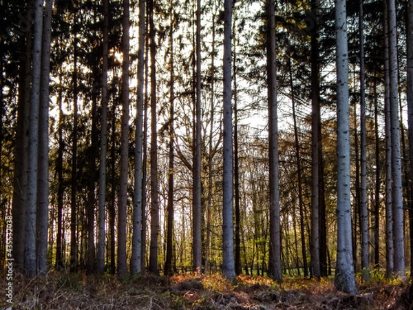 Fototapeta sun rays in the forest