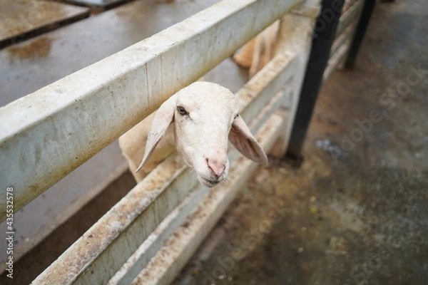 Obraz sheep in the farm