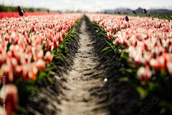 Obraz red and yellow flowers