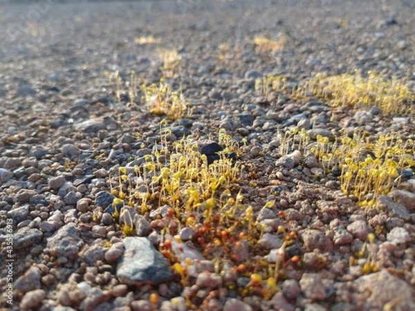 Obraz seaweed on the beach