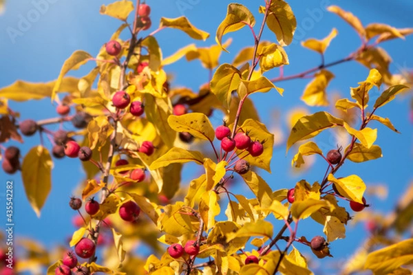 Fototapeta Apple tree branches with red apples and yellow leaves in autumn