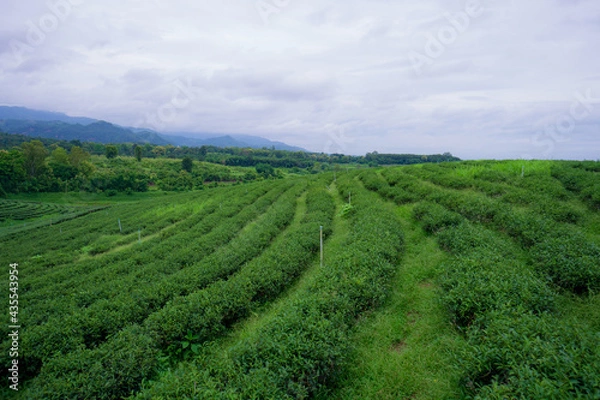 Obraz Greenfield with curved rows of tea plants.