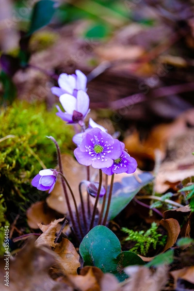 Obraz Anémones de montagne 