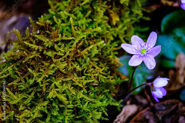 Obraz Anémones de montagne 