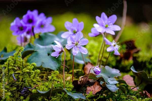 Obraz Anémones en début de printemps