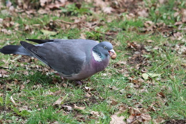 Fototapeta Taube  Ringeltaube
