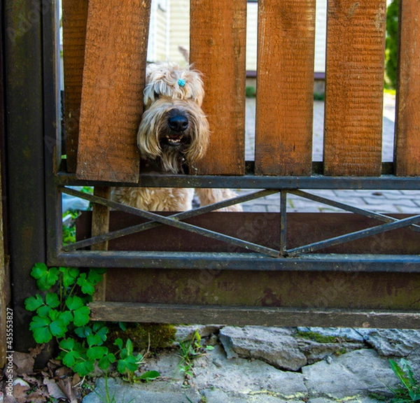 Fototapeta A fluffy dog looks out through a hole in the fence.
