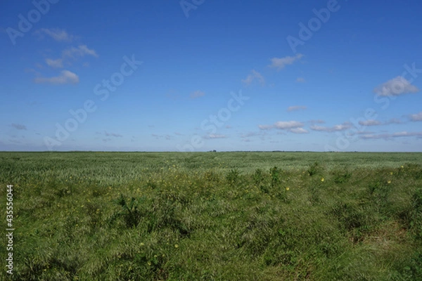 Fototapeta field of grass