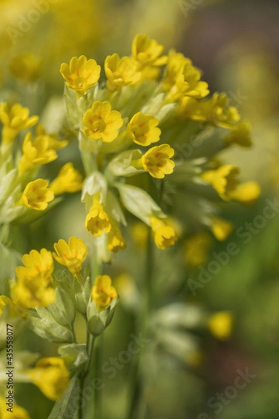 Obraz Primula veris L. common cowslip primrose yellow flowers, family: Primulaceae
