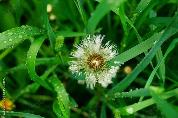 Obraz Löwenzahn im Regen 