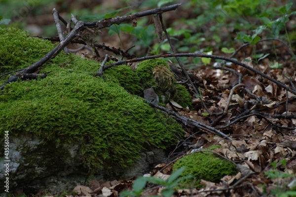 Obraz Campagnol des bois (Myodes glareolus) 2