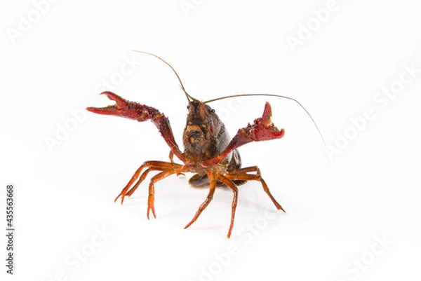 Fototapeta Live crayfish close up isolated on a white background.