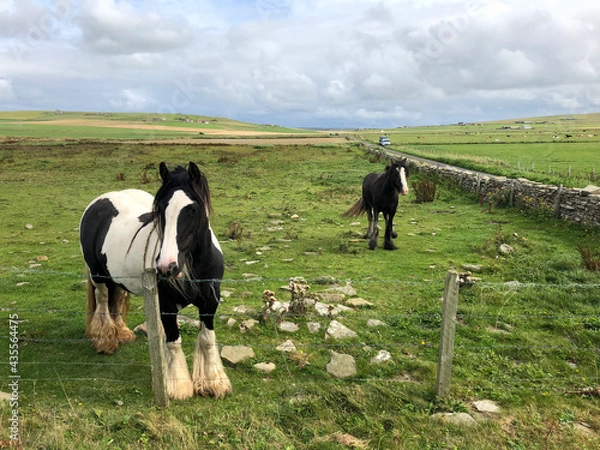 Obraz Orkney Landscape Field with Ponies
