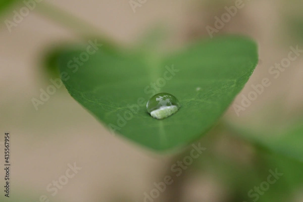 Obraz water drops on a leaf