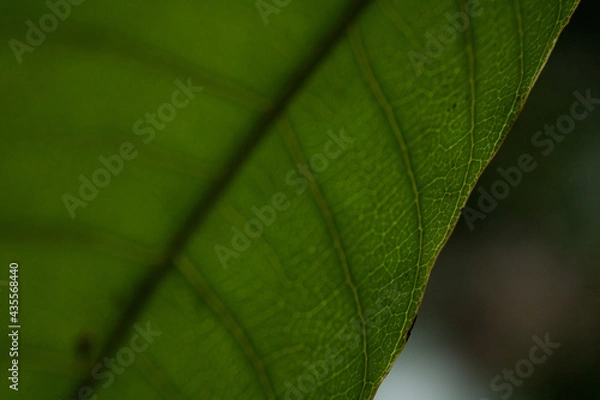 Obraz green leaf texture