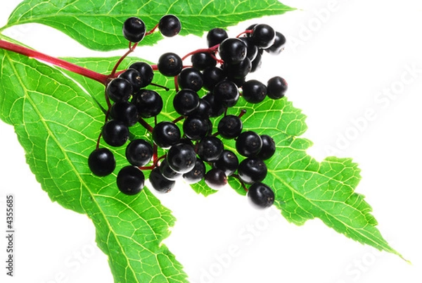 Obraz elder berries on white background