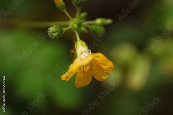 Obraz yellow flower with dew drops