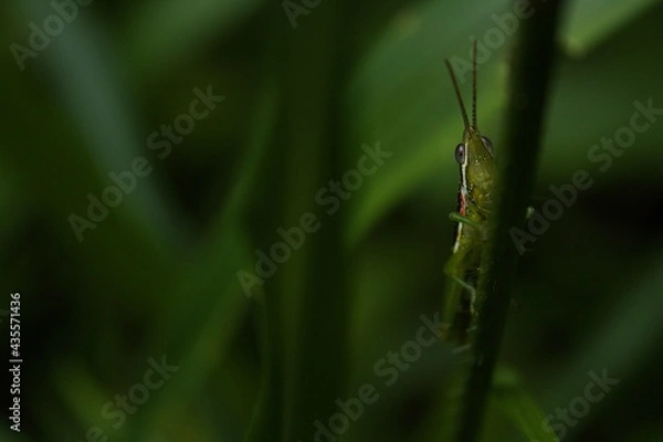 Obraz grasshopper on the grass