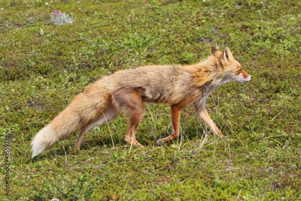 Obraz fox in tundra