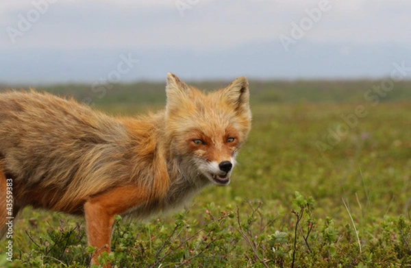 Obraz irritation fox