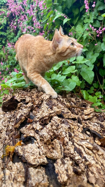 Obraz cat on the rock