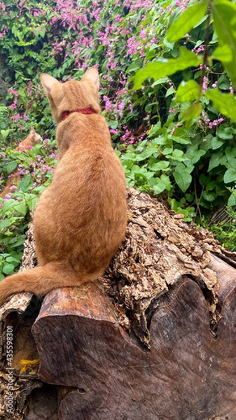 Obraz cat in the garden