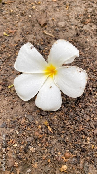 Obraz white frangipani flower