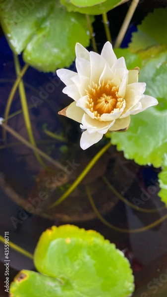 Obraz white water lily