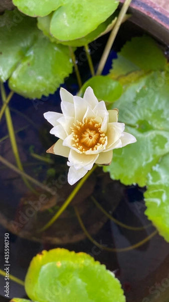 Obraz white water lily