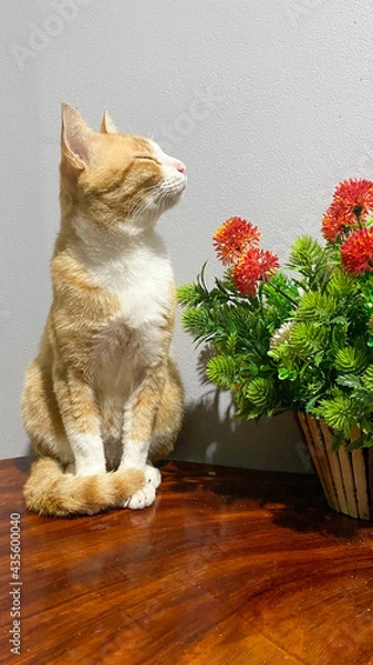 Obraz cat on the table